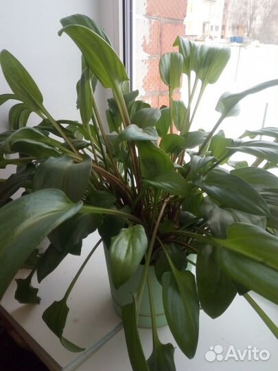 Фикус, бегония и др