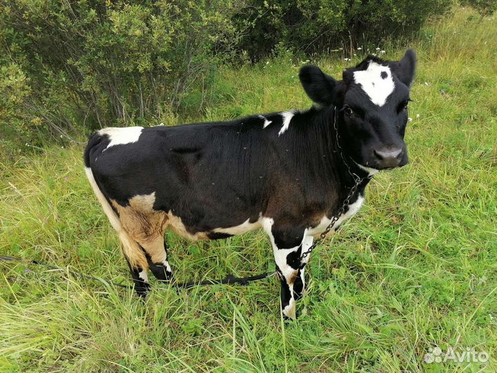 Коровы. тёлки