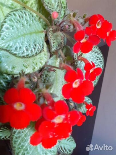 Эписция черенки