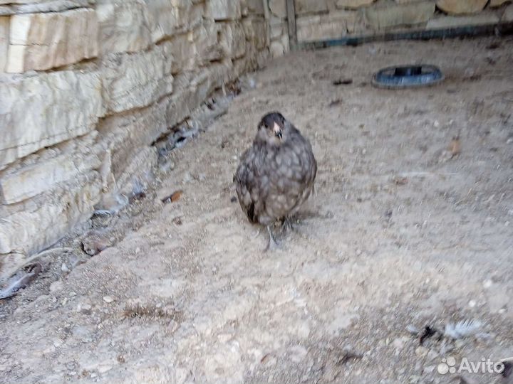 Цыплёнок хищник