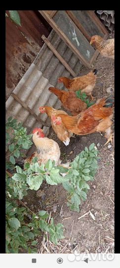 Молодые петухи домашние