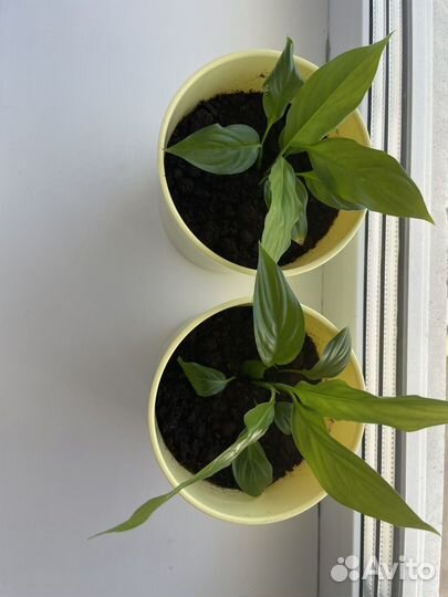 Спатифиллум