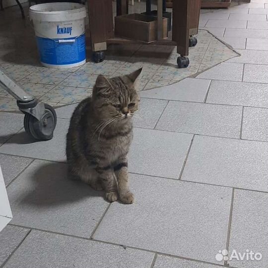 Амер. короткошёрстная экзотическая кошка в дар