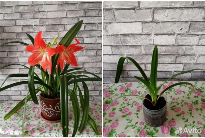 Гиппиаструм