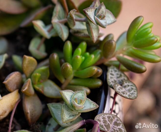 Суккуленты