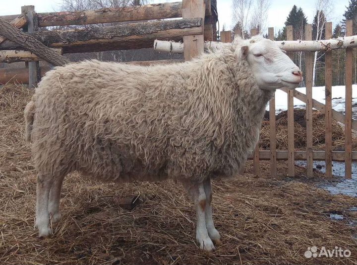 Овцы бараны