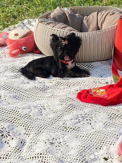 Мини девочка