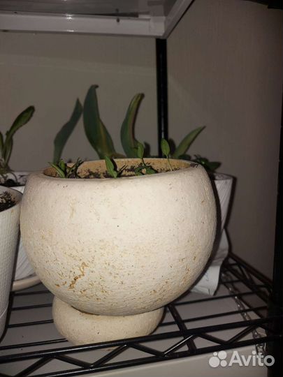 Кашпо горшок для цветов