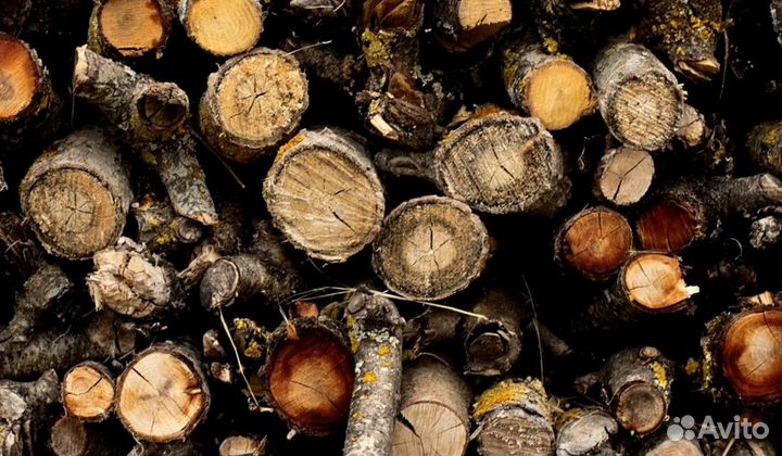 Дрова с Приморска