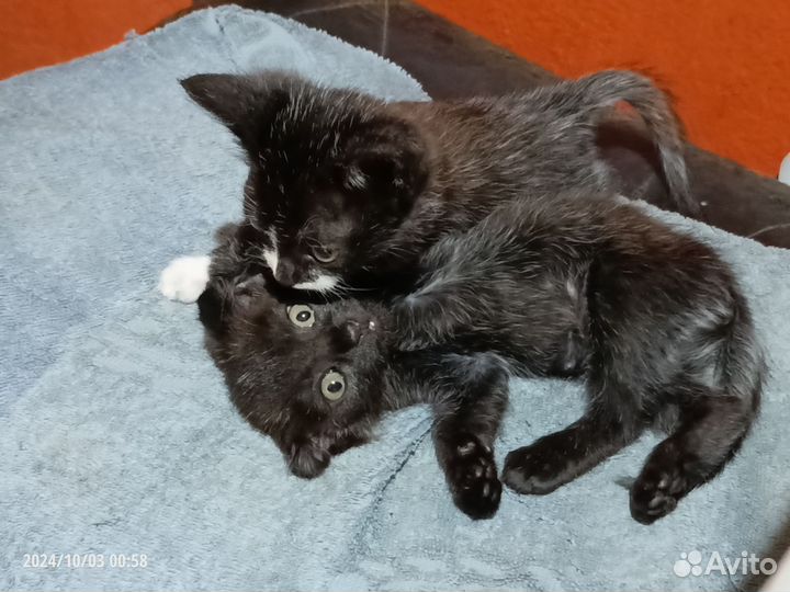 Котята в добрые руки бесплатно