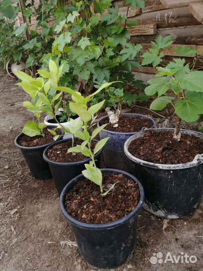 Лимон новозеландский