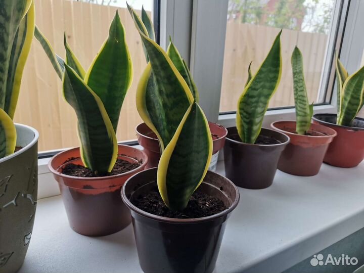 Сансевиерия лауренти