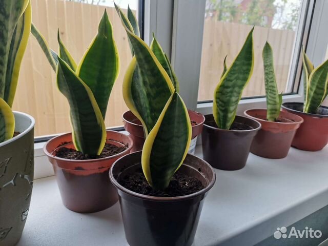 Сансевиерия лауренти