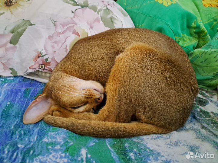 Абиссинская кошка