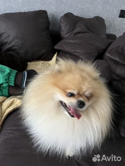 Померанский шпиц вязка кобель