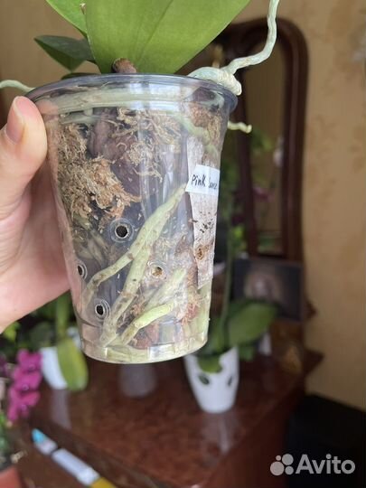 Фаленопсис бабочка