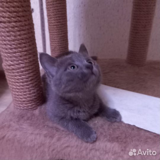 Девочка, 2,5 месяца