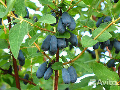 Жимолость, Смородина, Малина, Крыжовник и Варенье