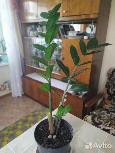 Замиокулькас