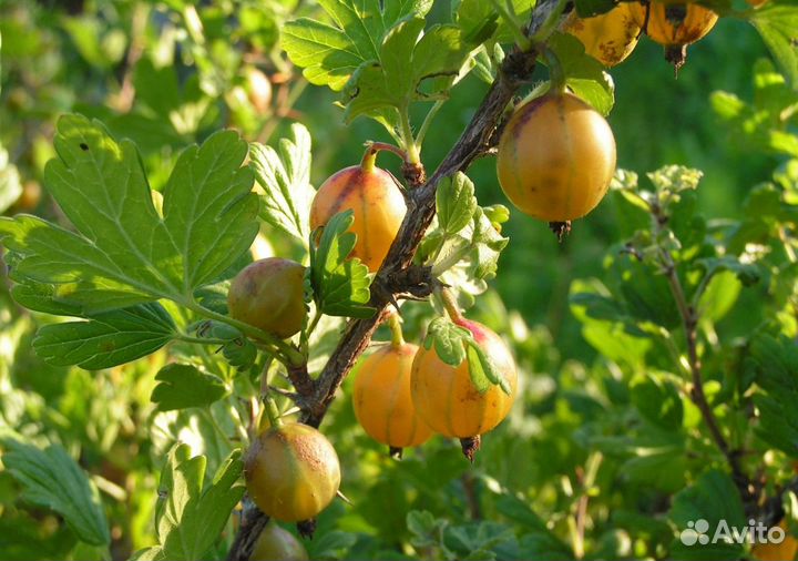 Саженцы крыжовник слабошиповатый Янтарный