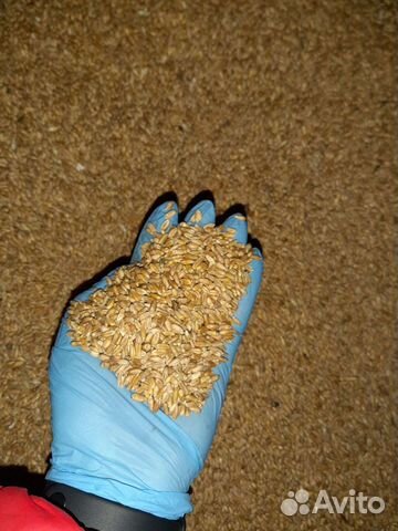 Зерно пшеницы, ячменя