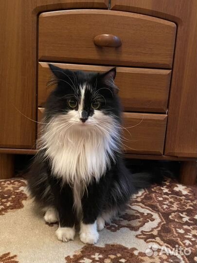 Сибирский кот