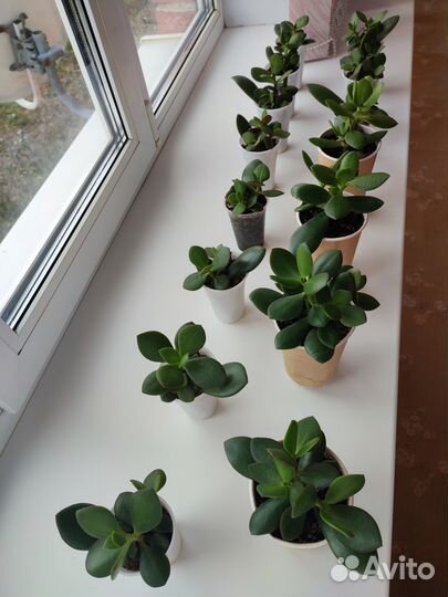 Крассула Толстянка (Денежное дерево)