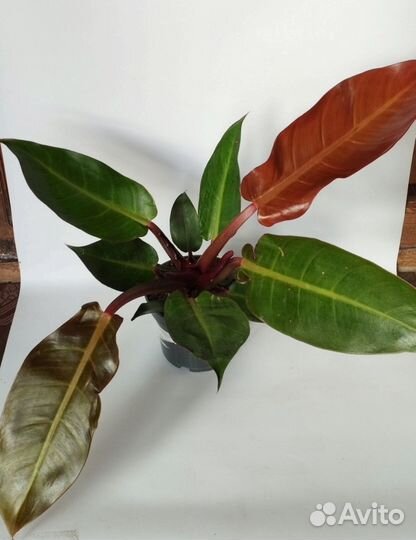 Филодендрон Ред Сан