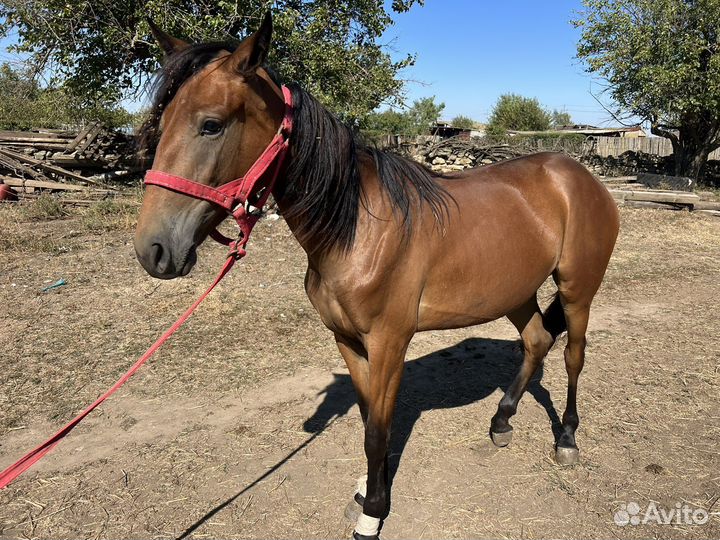 Продается лошадь обученная в бричке