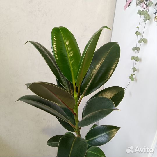 Фикус Мелани