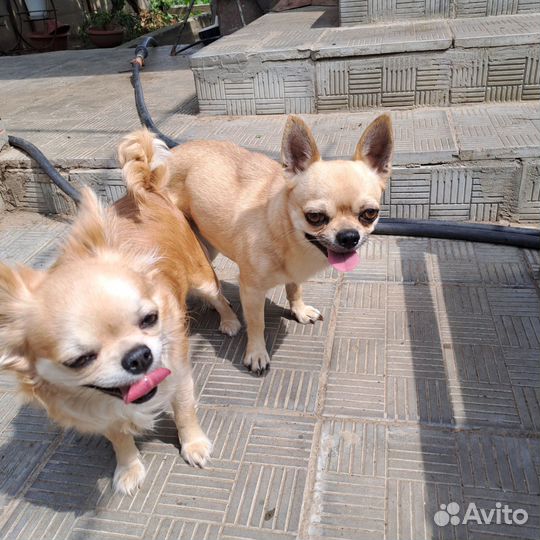 Чихуахуа девочки