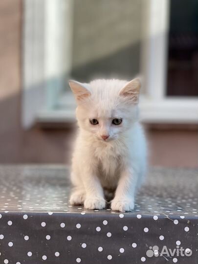 Отдам котёнка бесплатно