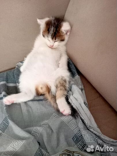 Кот бесплатно