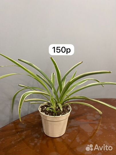 Комнатные растения