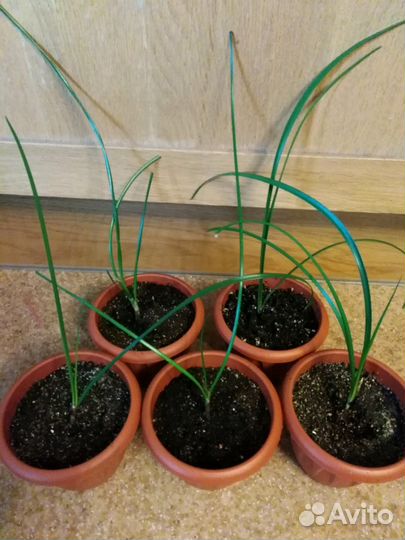 Зефирантес розовый и белый