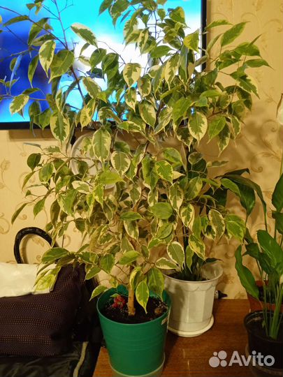 Фикус бенджамина пестролистный