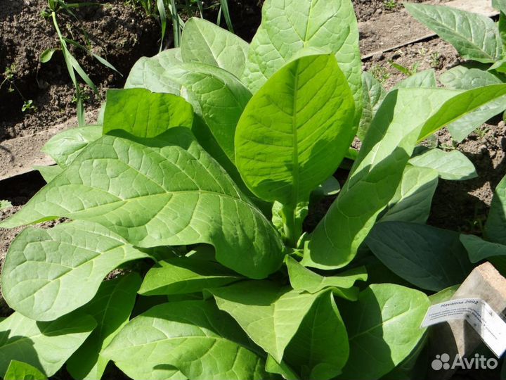 Семена табака, разные сорта