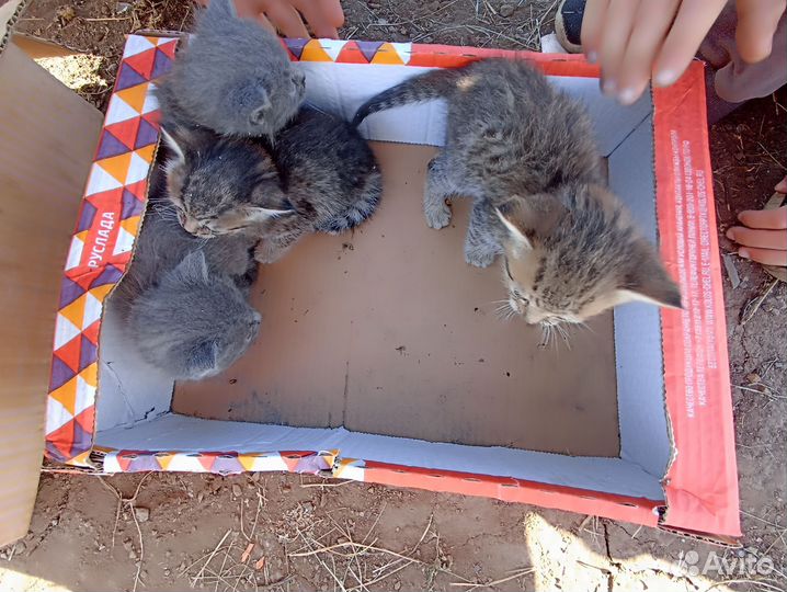 Котята в добрые руки