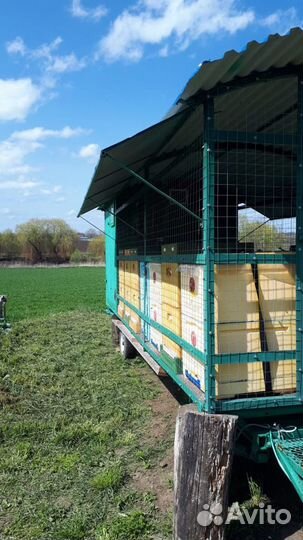 Продам пасеку