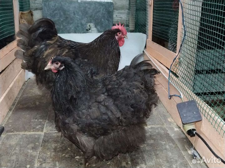 Породистые цыплята, куры, петухи 2023