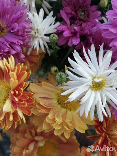 Астра, многолетняя