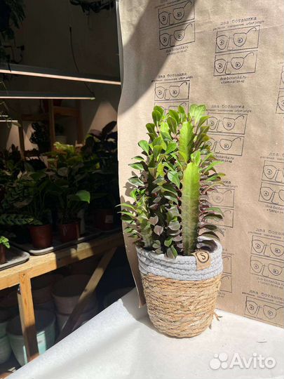 Эуфорбия Тригона Румба