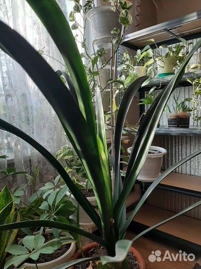 Комнатные растения