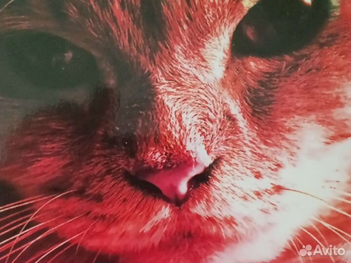 Редкие марки с Кошками, 4 шт. (Мальдивы)