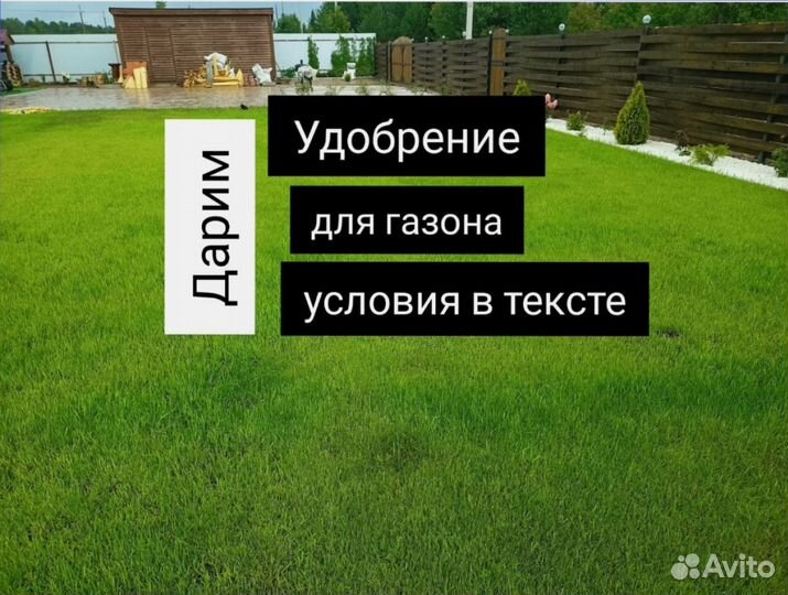 Газонная трава