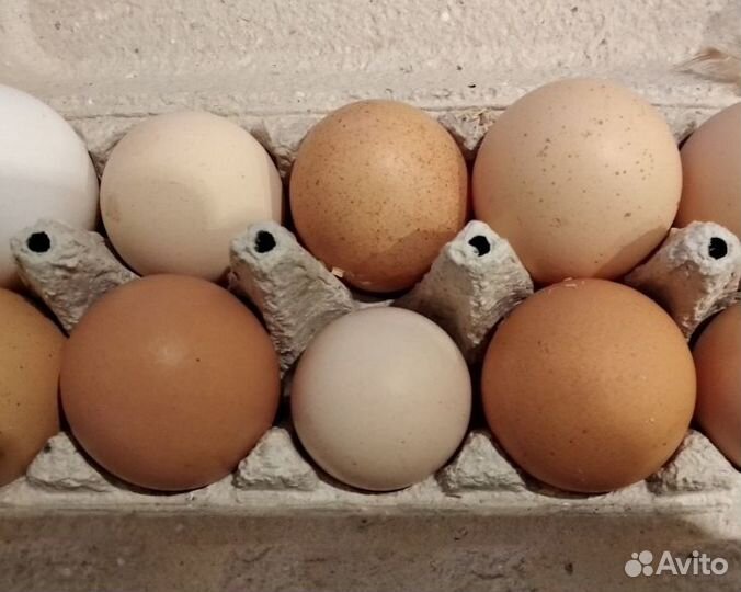 Инкубационное яйцо индоутиное, куриное