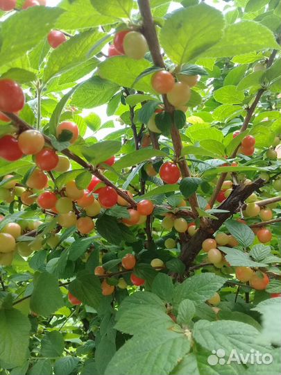 Вишня, слива, смородина, малина