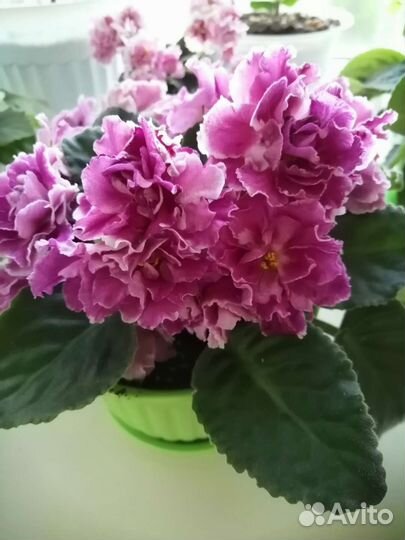 Цветущие сортовые фиалки