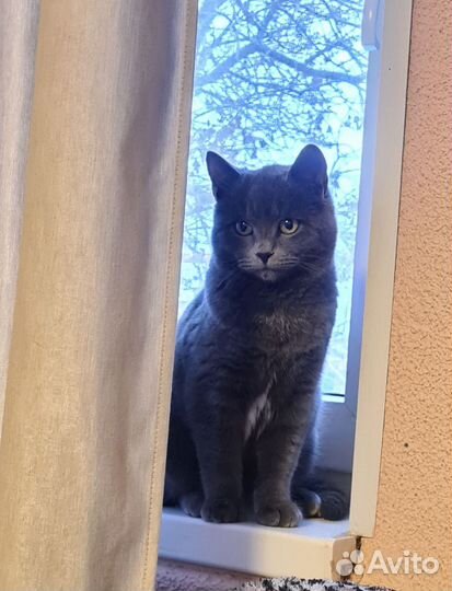 Восхитительный котенок