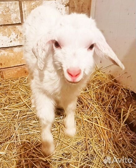 Гусята подрощенные, коза молочная